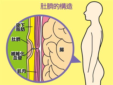 肚臍下方長毛|【肚臍長毛】看過來！你肚臍長毛的秘密，原來是肚臍絨毛球在搞。